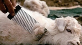 英방직업계, 짝퉁 원단 진짜라고 속여 유통…쥐 털도 사용