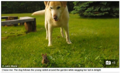 잔디밭서 코 맞댄 개와 토끼…세상이 이렇다면 아름다울 텐데