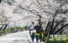 [화보] 서울에 꽃이 활짝…벚꽃에서 꿀따는 개미