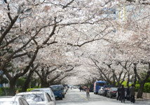 [여행] 낮엔 ‘벚꽃세상’ 밤엔 ‘황홀야경’