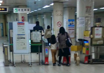 능청스런 무임승차 강아지의 최후, 아…조금만 더빨리 뛸걸