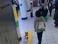 능청스런 무임승차 강아지의 최후, 아…조금만 더빨리 뛸걸