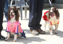 흰개미 퇴치하느라 고생했다 특수목적견 보람·보배 은퇴
