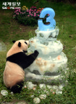 [포토] 귀염둥이 판다 생일잔치