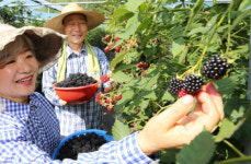 새콤달콤 무농약 블랙베리 수확