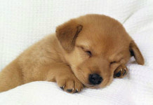 복날은 보신탕 먹는날? 근거없는 풍습