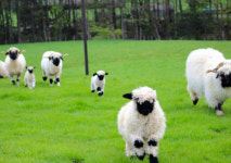 [포토뉴스] 세상에서 가장 귀여운 양