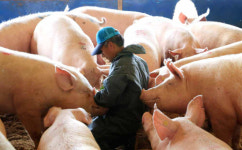 한돈자조금, ‘2016 아름다운 농장 및 돼지사진 콘테스트’ 수상작 선정