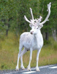 [포토] 렌즈에 포착된 숲의 정령 순록…알비노는 아니다