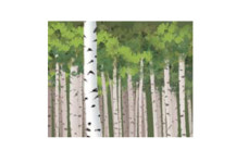 [설왕설래] 공기 맑게 하는 자작나무