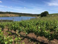 [최현태 기자의 와인홀릭] 떼루아 헌터를 아십니까