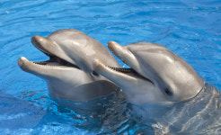 [이슈플러스] 꽃분이 가족은 늘었지만, 논란은 더 커졌습니다