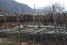 [여행] 매서운 북서풍에 포슬포슬 황태가 익어간다