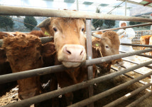 [이슈플러스] 두 유형 구제역·AI 동시 발생… 방역 난제