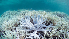 [월드이슈] 지구의 허파는 이미 타들어 가고 있다