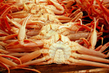 영덕대게축제 안 와보고… “니들이 게맛을 알아?”