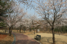 [이슈플러스] 봄바람 휘날리며∼ 서울시내 추천 벚꽃길~