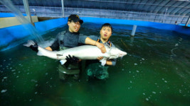 지리산서 철갑상어 기르는 몸짱 청년
