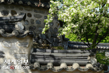 고즈넉한 돌담과 따스한 봄 볕