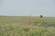 [여행] 키작은 섬 초록 이야기…제주 가파도 청보리밭