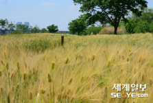 [사진in세상] 바람이 분다 황금 물결이 넘실대는 보리밭