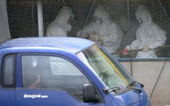 [뉴스분석] 오골계 160마리 행방 묘연… 금주가 재확산 마지노선