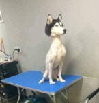 동물학대 온몸 털 민 시베리안 허스키…전문가 털때문에 개가 덥다고 천만에