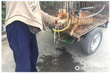 [세상에 중국] 조금이라도 무게 늘리려…개에게 억지로 물 먹이는 개장수