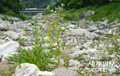 바짝 마른 용추계곡에 꽃만 외로이