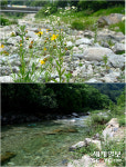 [사진in세상] 제 모습을 찾은 용추계곡, 가슴까지 뻥!