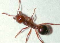 호주 불개미 습격 비상… 향후 10년간 4400억원 들여 박멸 작전 시행