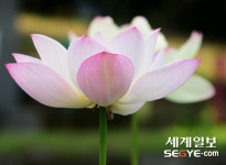 [사진in세상] 활짝 핀 연꽃 장관…봉은사 꽃향기 가득