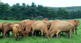 [포토] 제주 제동목장에서 풀 뜯는 한우
