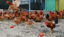 [포토] 제주 제동목장에서 자유롭게 노니는 토종닭