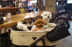견공과 함께 오세요…애견 동반 음식점 인기