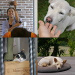 효리네 민박 회장님 시선으로 본 동물 식구들