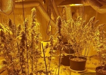 도심 상가 건물에대마농장 차린 고교 동창생들