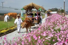 김제지평선축제, 호남평야 황금들녘서 8도 농주잔치
