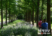 [사진in세상] 하늘을 보며 메타세쿼이아 길을 걸어요
