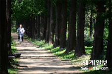 [사진in세상] 하늘을 보며 메타세쿼이아 길을 걸어요