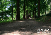 [사진in세상] 하늘을 보며 메타세쿼이아 길을 걸어요