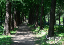 [사진in세상] 하늘을 보며 메타세쿼이아 길을 걸어요