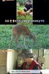 동물농장 매일 과수원에 출근하는 야생 고라니