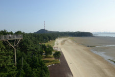 ‘중금속오염’ 장항 송림숲 토양 되살린다