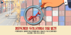 여왕개미 발견 못해…외래 붉은 불개미, 물렸을 때 조치방법은?