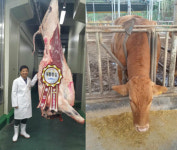 한우 한마리 6336만원 도축 경매 사상 최고가 탄생