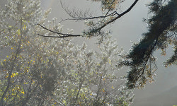 [여행] 神林… 마을을 지켜주는 신성한 숲, 1년에 단 두번 열린다