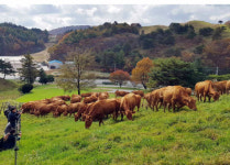 세계 속의 우리 한우, 이렇게 안전하고 철저하게 관리해요