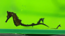 소안해마 인공증식 성공