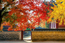 11월, 깊어진 가을 분위기에 즐길 거리 풍성한 가을 축제 한창